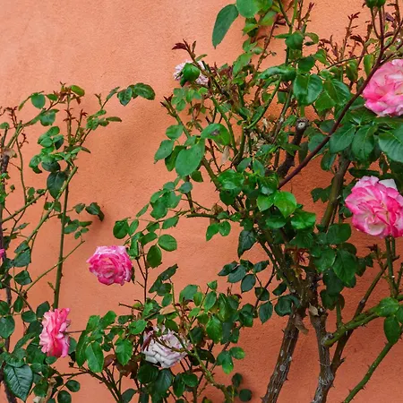 Casa Rafanelli - Monforte D'alba, Vineyard Views, Panoramic Garden, Ev Station & Bike Storage Appartement *